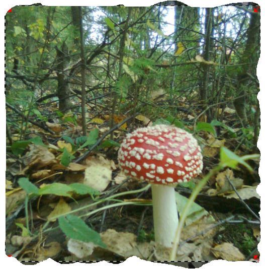 Александр Новиков