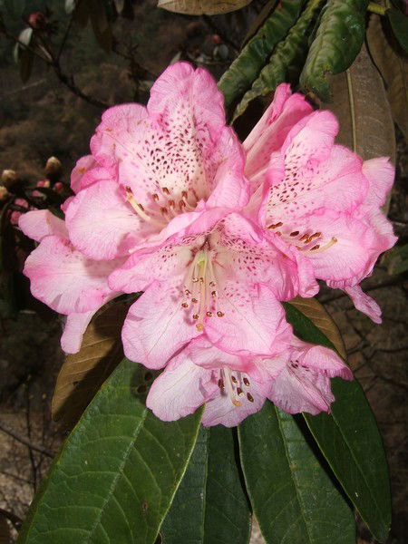 Лилиана Каримова