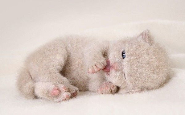 Мадина Кодирова