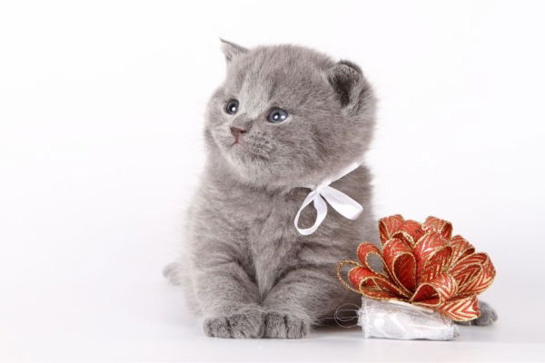 Людмила Гурко