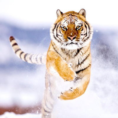 Костя Петров