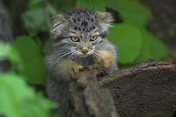 Юлия Белова