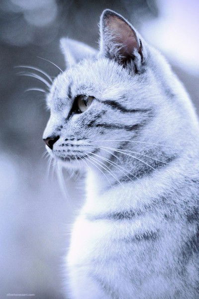 Анастасия Батухтина