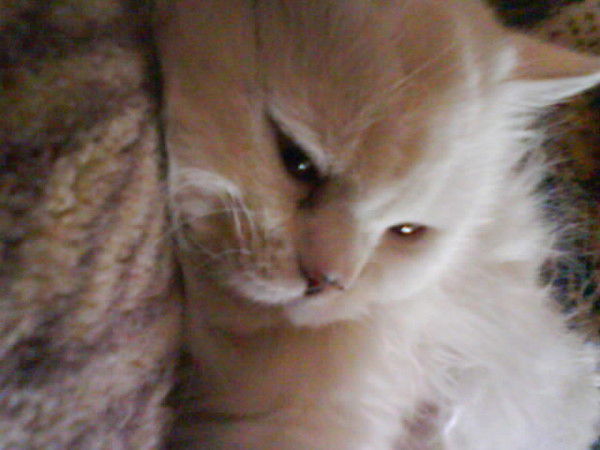 Мария Свирина