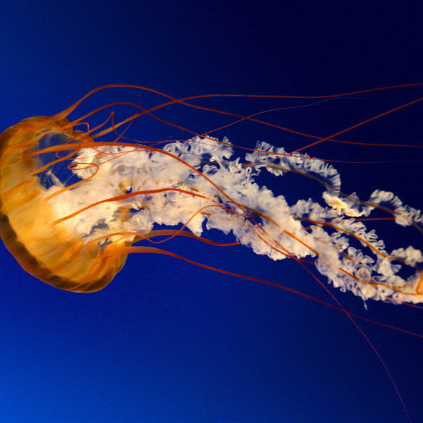 Павел Какоуров