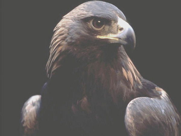 Птица Из Заповедника