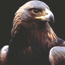 Птица Из Заповедника