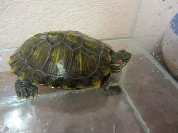 Иванова Света