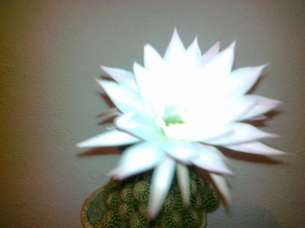 Айжана Саякбаева