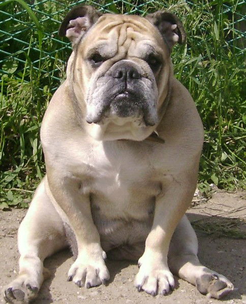 Елена Тополюк