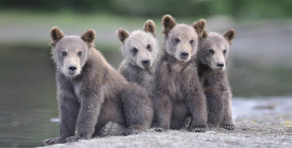 Александр Гордийчук
