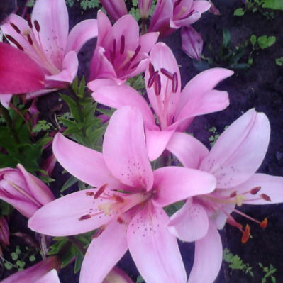 Светлана Гонтарь