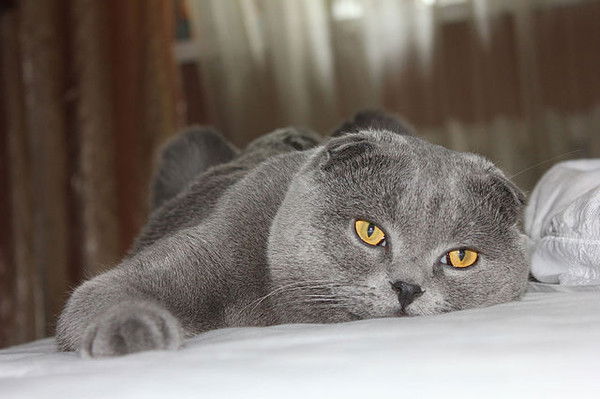 Маша Ковылина