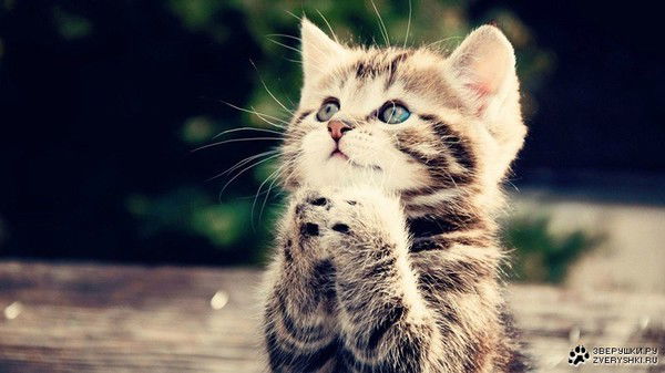 Чечкина Елена