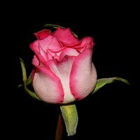 Карина Семенова