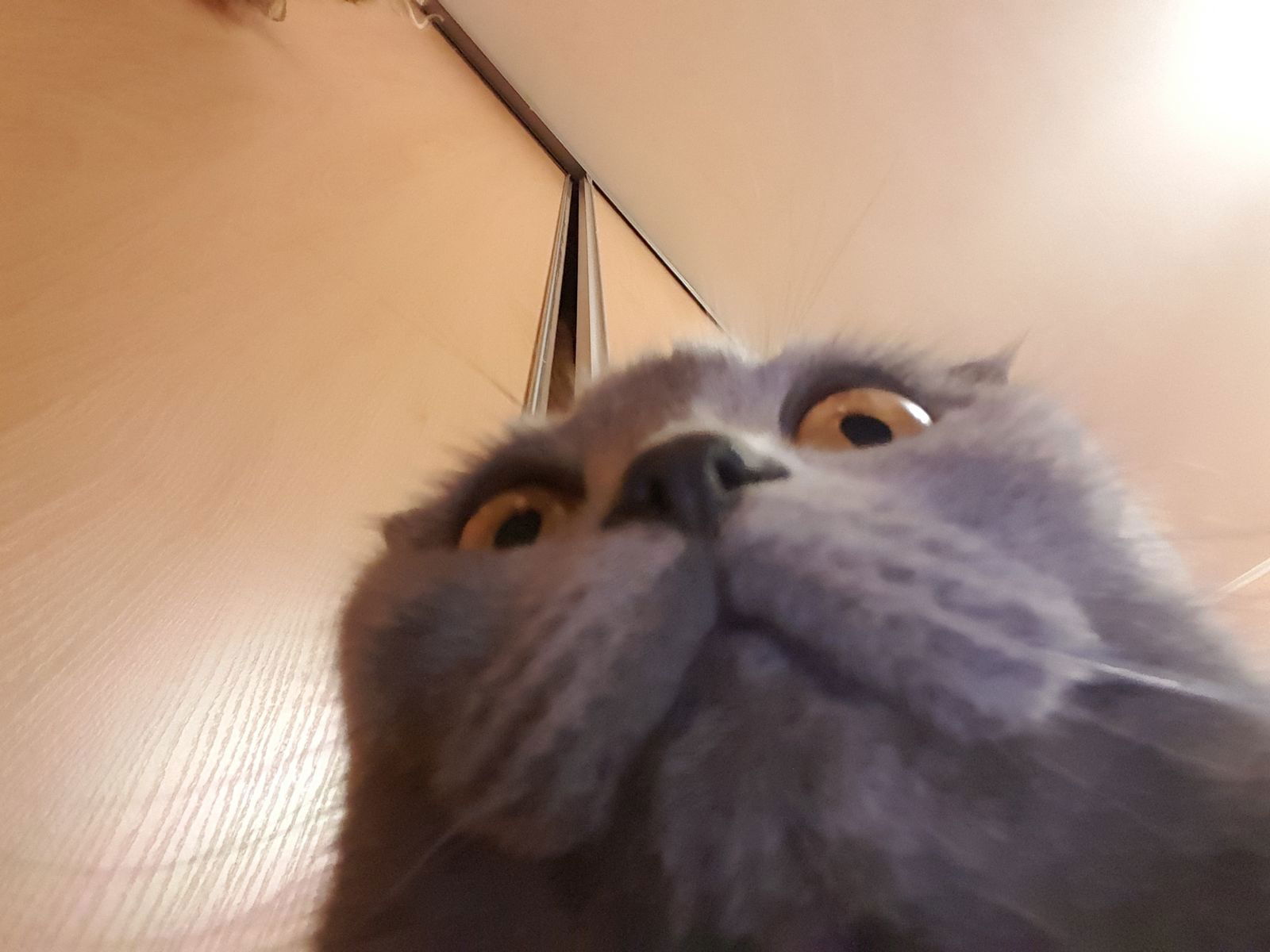 Лика Линева