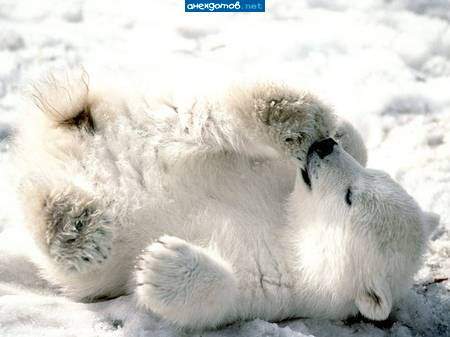 Михаил Гуцал