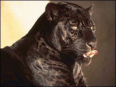 Евгений Колосовский