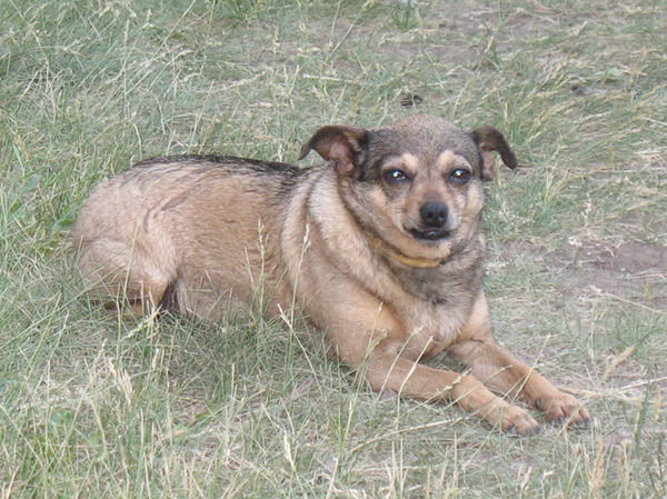 Елена Гармаш