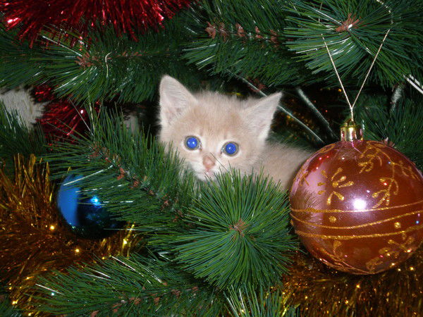 Татьяна Сенная