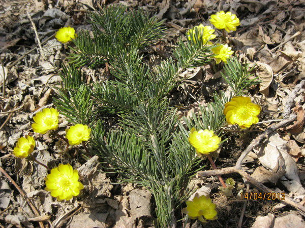 Людмила Степанова