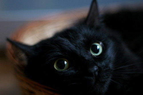 Севара Севара