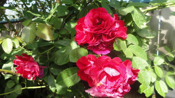 Ирина Помочтова (Солдатова)