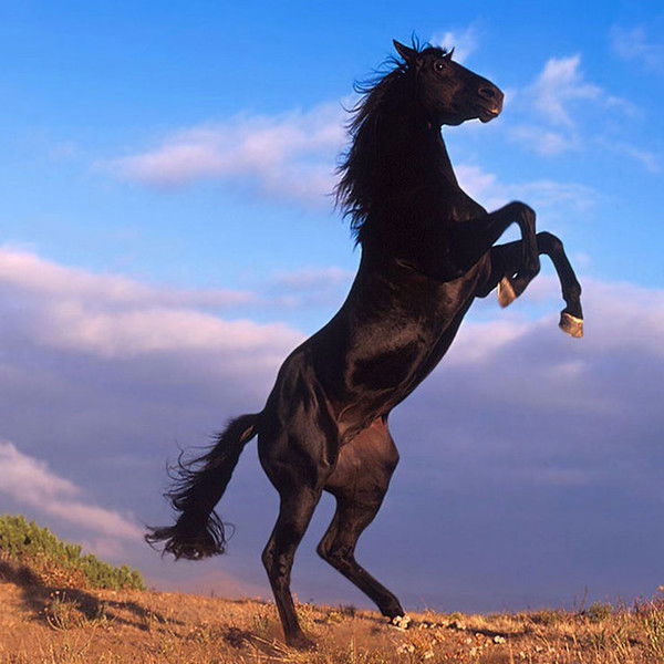 Камиль Магомедов