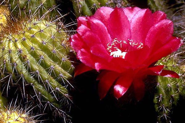 Нина Шавкунова