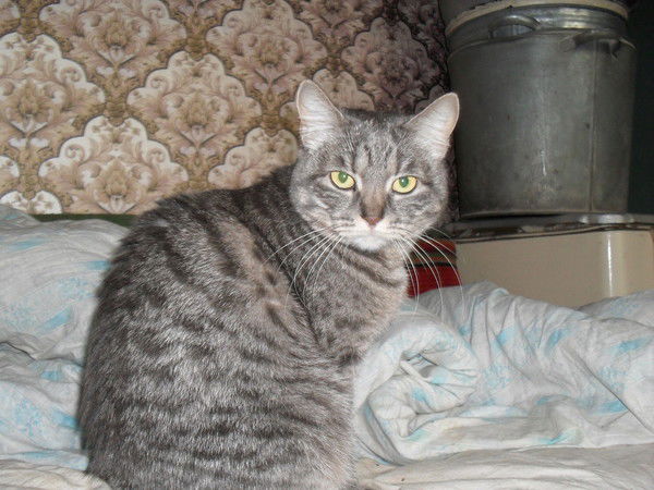 Виктор Цапурин