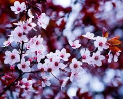 Малинбекова Салтанат