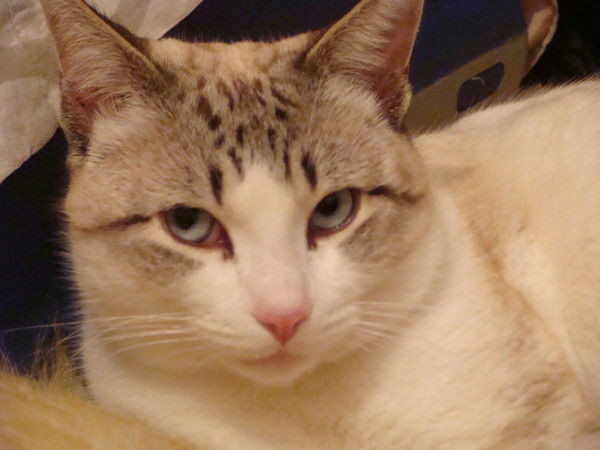 Галина Куприйчук