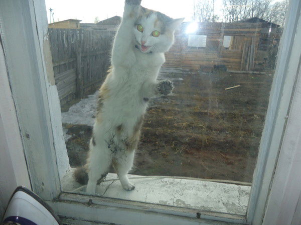 Александр Бритвич