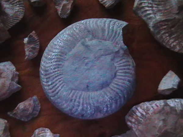 Елена Приходько