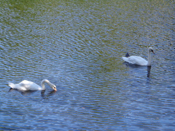 Елена Кушманова