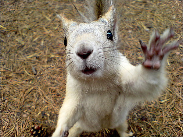 Вадим Лещенко