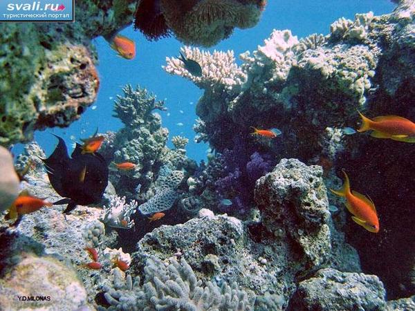 Оля Беляевская