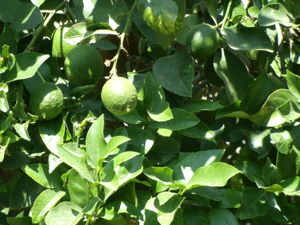 Галина Вашкевич