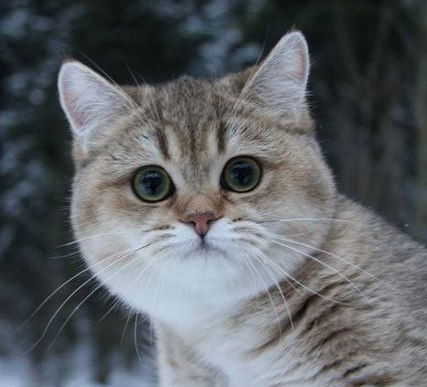 Оля Зверева