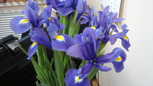 Ирина Музалевская