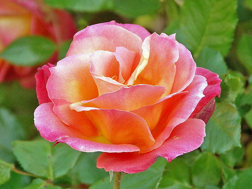 Зарина Ташенова