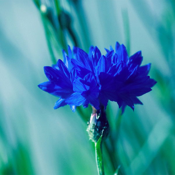 Елена Щепина