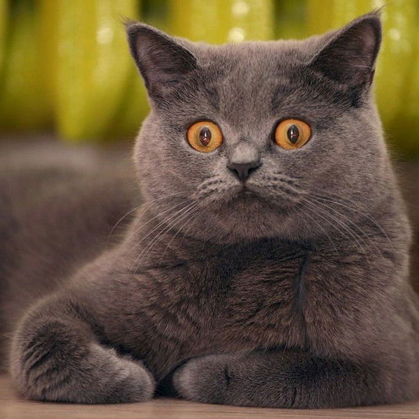 Рита Тасамая