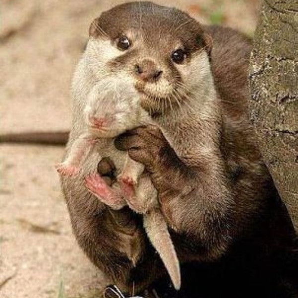 Ольга Садовскова