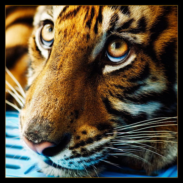 Эдуард Курносов