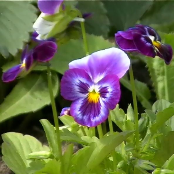 Ирина Воротникова