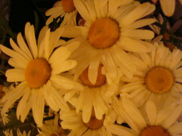 Алсу Фахрутдинова