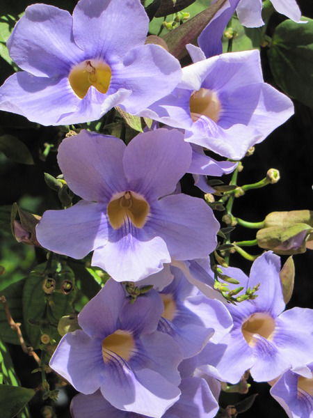 Tamara Konstantinova