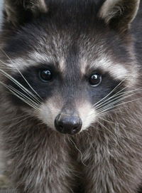 Евгений Гончаров