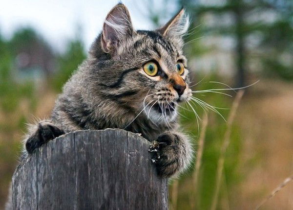 Коля Столицын